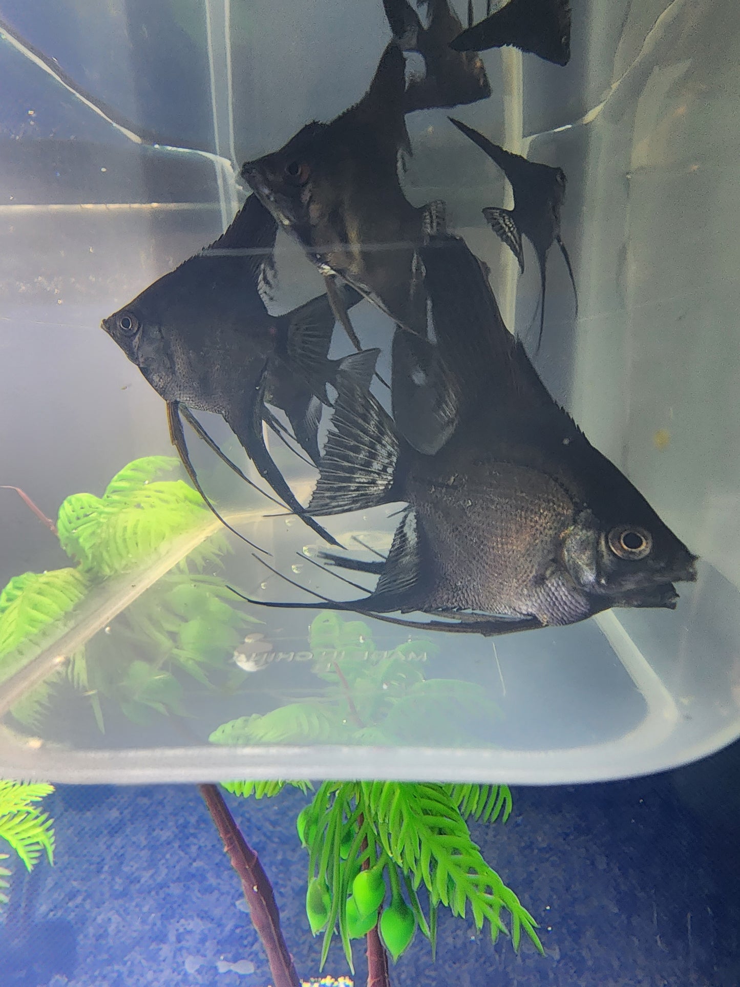 Black Angelfish