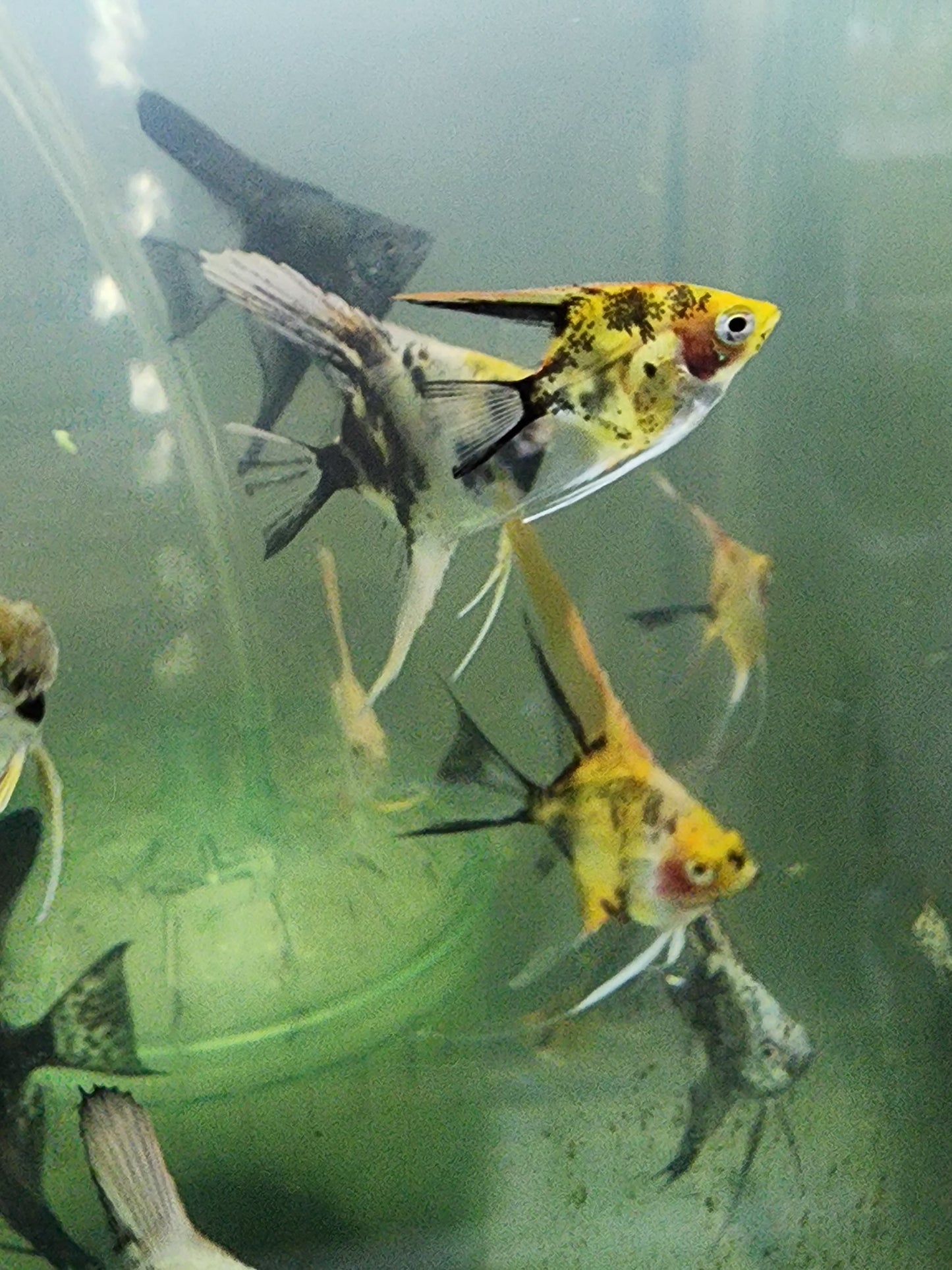 6 pack Koi Angelfish veil dime+ size
