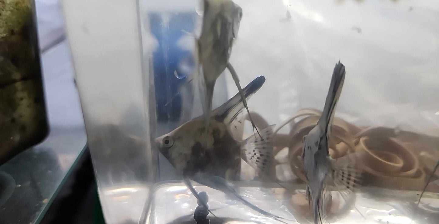 6 pack Smokey Blue Pinoy Angelfish