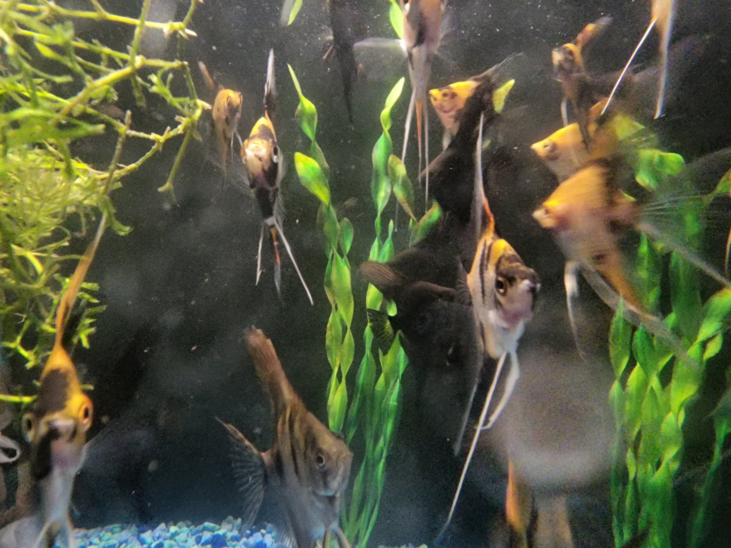 Koi Angelfish quarter+ size