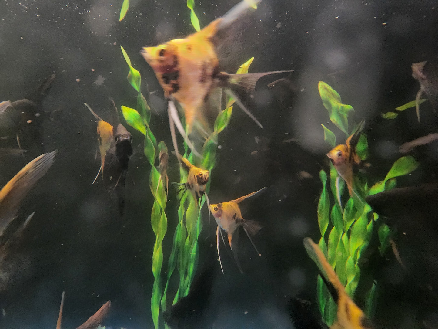 Koi Angelfish Dime size