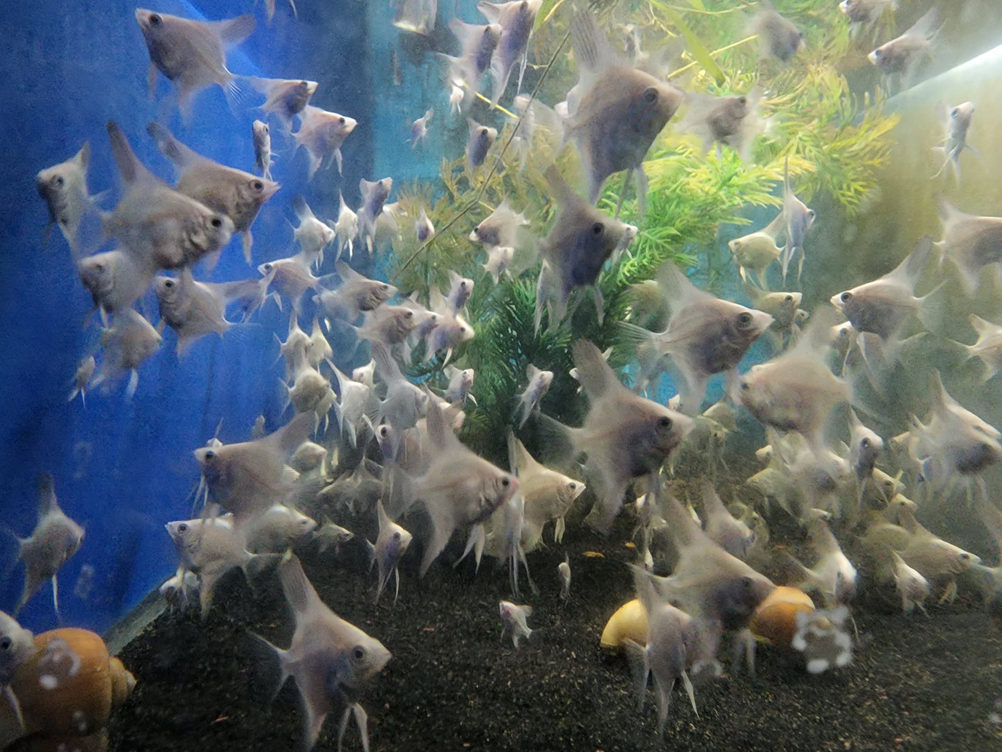 3 pack Bulgarian Seal Point Angelfish Dime + size